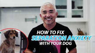 Explaining How To Fix Separation Anxiety With Your Dog [upl. by Adnowal767]