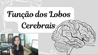 Entenda HOJE as funções dos lobos cerebrais [upl. by Delfine]