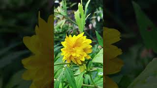 Kerria japonica🇯🇵 kerria japonica japanische flowers flower yellow green [upl. by Hsu796]