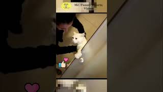 🐶TRY NOT TO LAUGH  103 😹 Funny Animal Mishaps  Pet Bloopers  Best Fails of The year [upl. by Airdnaid]