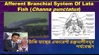 Afferent Branchial System of Lata Fish Channa spটাকি মাছের এফারেন্ট রক্তনালীসমূহ পর্যবেক্ষণ [upl. by Elah]