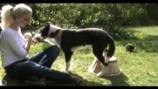 Border Collie Fun Training [upl. by Wennerholn]