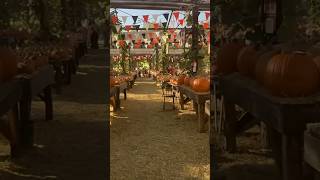 Live Oak Canyon Pumpkin Patch Walk Through [upl. by Mira]