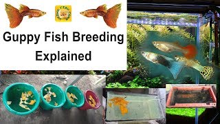 Guppy Fish Breeding Explained in Tamil [upl. by Oiramej]