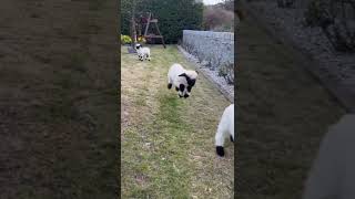 cute lambs playing  Baby Valais Blacknose sheep bouncing  viral video [upl. by Becker]