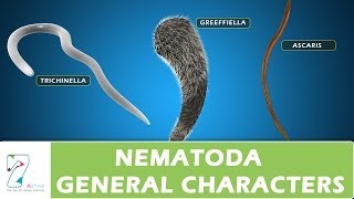 Nematoda General Characters [upl. by Kitchen317]