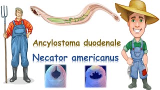 شرح Ancylostoma duodenale amp Necator americanus [upl. by Lilahk]