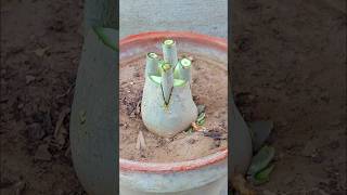 Desert Rose Caudex Multiple Grafting Adenium Plant grafting desertrose plant shorts grafting [upl. by Riay]