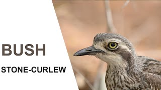 Australian BirdsBush Stonecurlew Parents and chicks Australian Bird Media [upl. by Eiclehc]