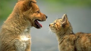 I nostri amici animali Cani Gatti e video divertenti [upl. by Macdonald323]