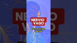 ¿Qué es el nervio vago salud nerviovago digestion sintomas cerebro intestinos [upl. by Ethan334]