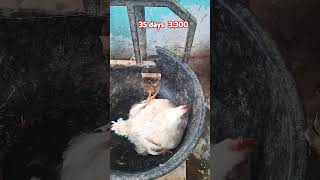 35 days ChiCks 3300 chicken farming 🐔👍👍shortvideo viralvideo 👍🔥 [upl. by Lehcnom492]