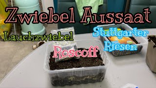 Zwiebel Aussaat mit Roscoff Zwiebel Saatgut [upl. by Yesak287]