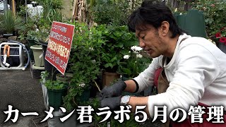 5月の植物管理はじめます【カーメン君】【園芸】【ガーデニング】 [upl. by Martynne437]