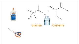 Hydrolysis of Proteins [upl. by Arihaz408]