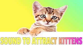 Sounds that attract Kittens  Meow to make kittens come to you [upl. by Kluge]