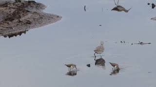 Nordmanns Greenshank calling [upl. by Steffane]