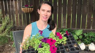 Growing Petunias Seeding to Planting Out [upl. by Aysab]