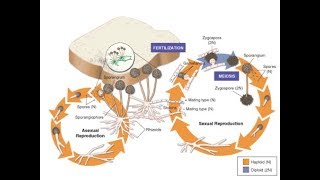 life cycle of fungus black bread mold rhizopus stolonifer [upl. by Ibocaj]