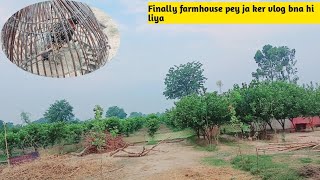 Finally i am back۔ Farm house pey black teetar ley aey or guava bhi tyar ho hi gaey [upl. by Lud43]