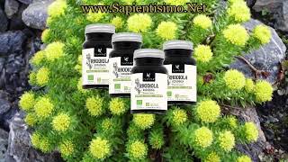 22 Beneficios de la Rhodiola Rosea [upl. by Aihsemot]