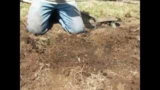 How to Plant Hop Rhizomes [upl. by Ecirtnas886]