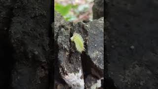 Slug caterpillar Limacodidae family [upl. by Boccaj]