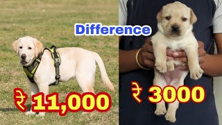 Labrador puppy price difference [upl. by Akirdnuhs]