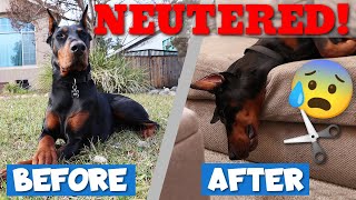 How Your Doberman Will Change After Neutering—Behavior Changes [upl. by Iraj884]