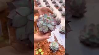 How to Harvest Succulents Like a Pro 多肉植物  다육이들  Suculentas plants [upl. by Neillij802]