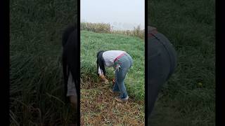 The woman was cutting hogweed in the field funny woodcutter automobile comedy woodcuter [upl. by Burnett]