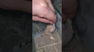 Getting a new Hamster hamsters pet [upl. by Dimitry]