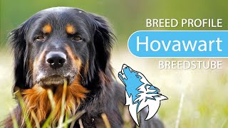 ► Hovawart Breed 2020 Temperament amp Training [upl. by Ahearn701]