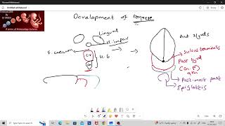 Development of tongue and thyroid [upl. by Giuliana]