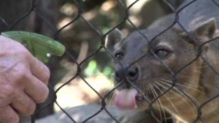 Hansel the Fossa [upl. by Sibeal982]