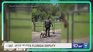 WATCH Persistent goat wont stop headbutting Florida deputy [upl. by Zebulon]