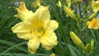 Happy Returns Daylily  Hemerocallis Happy Returns [upl. by Aitak]