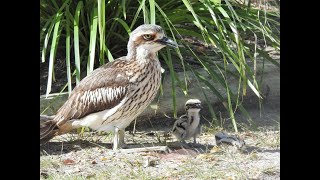 Tweed’s Curlew Coast – Living with Bush Stonecurlews [upl. by Bunni]