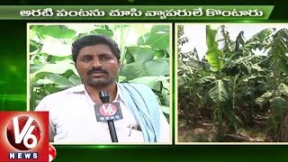 Sagubadi  Banana Farming Techniques  Horticulture Crop  V6 News [upl. by Lebiram]