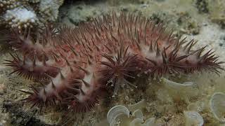 CrownofThorns Starfish Sighting at Onekahakaha No Audio [upl. by Neyud454]