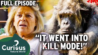 Intelligent Yet 100 DEADLY Insane Chimpanzee Attacks Owner  Full Episode  Curious Natural World [upl. by Starlin]