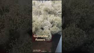 Gypsophila flowers videos [upl. by Rimaj]