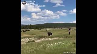 Touron playin dead when a bison chases them‼️ touronsofyellowstone yellowstonenationalpark bison [upl. by Alice]