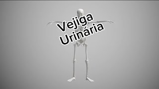 Vejiga urinaria medicinauy [upl. by Ydroj]