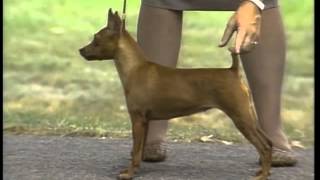 Miniature Pinscher  AKC Dog Breed Series [upl. by Niroc]