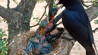 Wild drongo bird feeding hungry baby chicks and cleaning nest BirdPlusNest [upl. by Mcdermott]