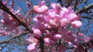 ÁRBOL DEL AMOR en flor Cercis siliquastrum wwwriomoroscom [upl. by Peddada305]