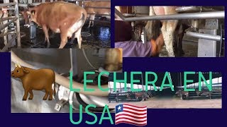 🔴 así son las lecherías en usa 🇱🇷🐄🐄 vacas lecheras [upl. by Hsekin]