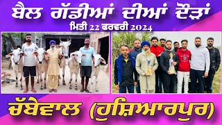 🔴Live Chabewal  Hoshiarpur  Ox Races  22 Feb 2024 [upl. by Florina]