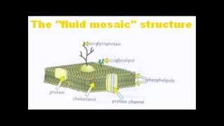 Cell Membranes  A Level AS Biology Revision [upl. by Esinrahs]